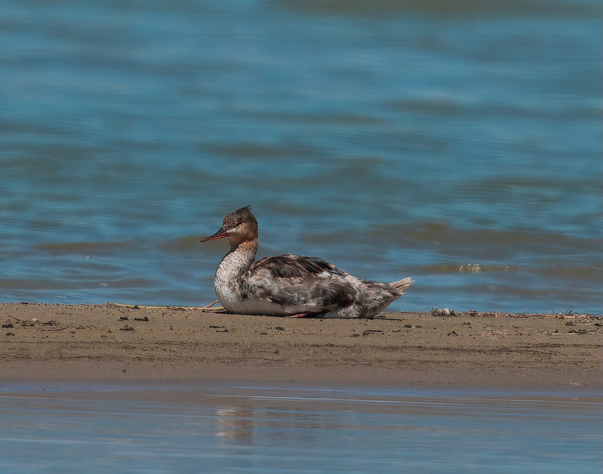 Red-breasted Merganser - ML642182484