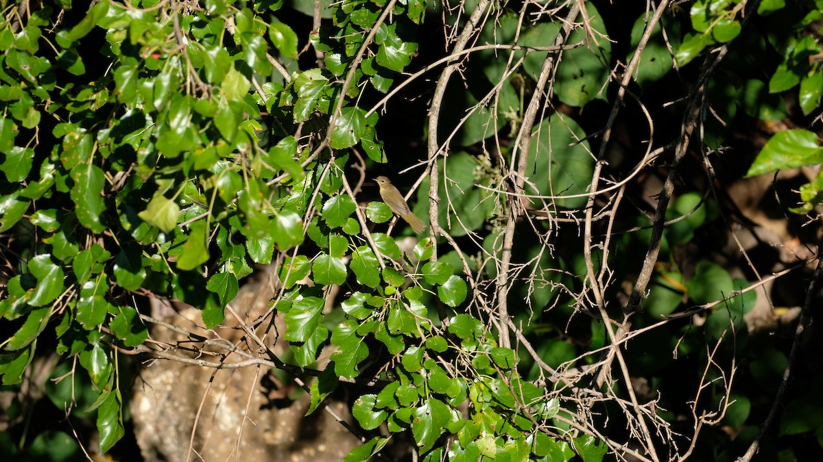 Common Yellowthroat - ML642182485