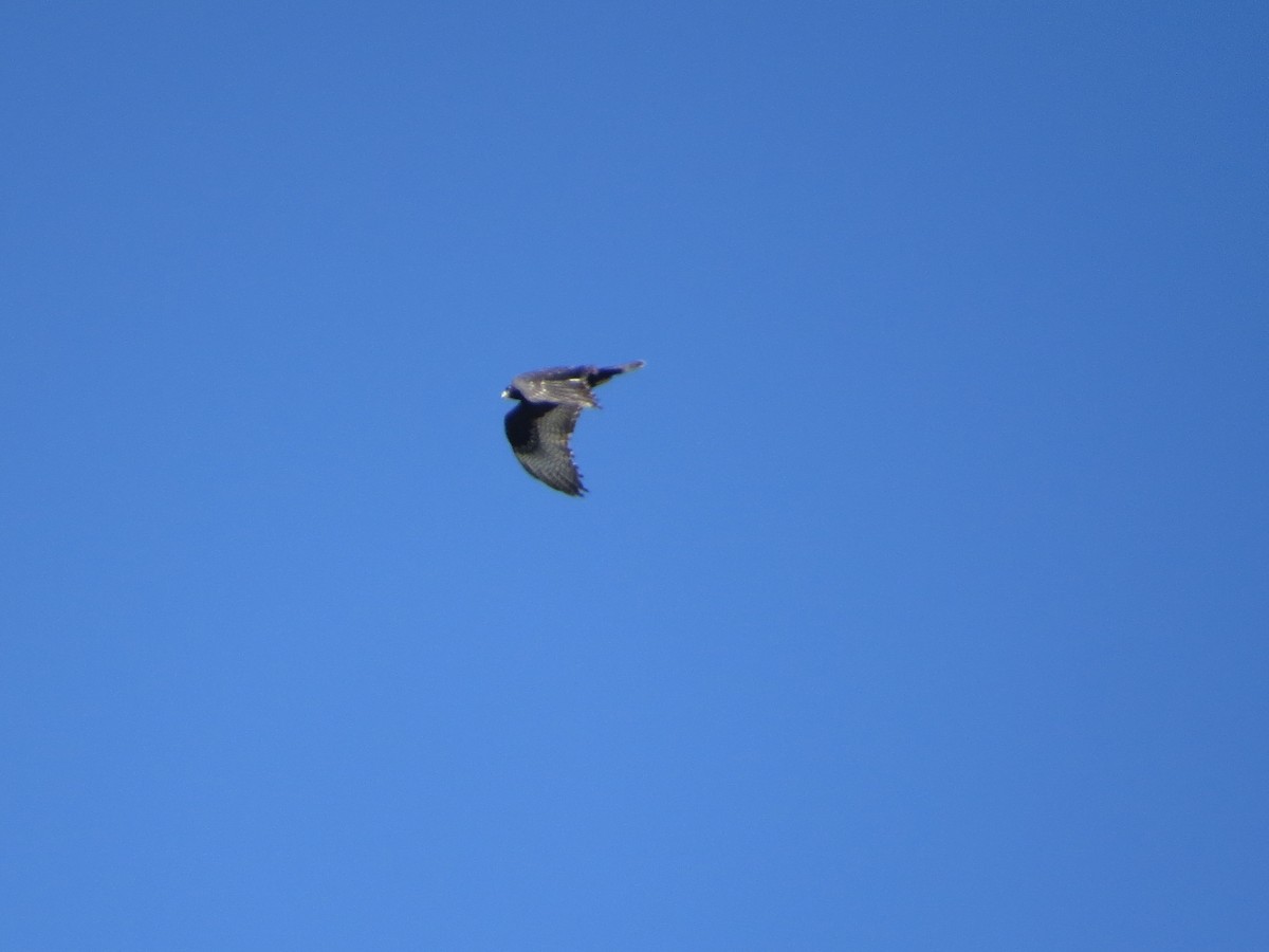 Zone-tailed Hawk - ML642182492