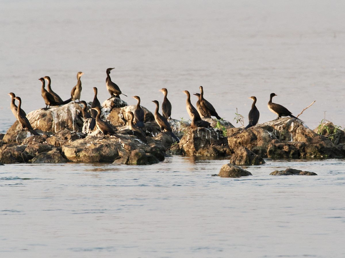 Reed Cormorant - ML642182496