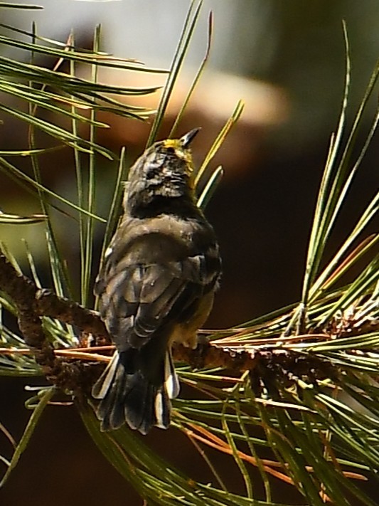 ponderosaparula - ML642182509