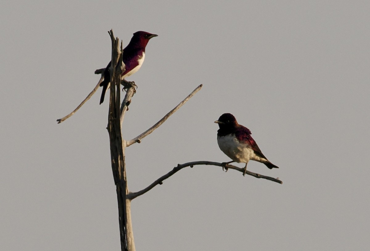 Violet-backed Starling - ML642182529