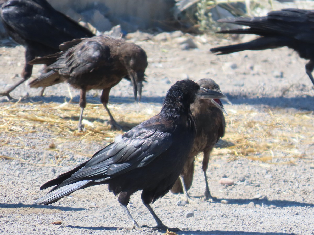 Saatkrähe - ML642182533