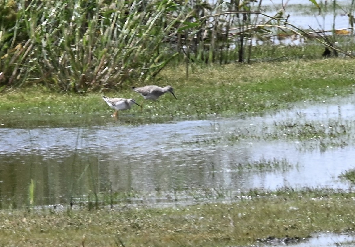 Wilson's Phalarope - ML642182535