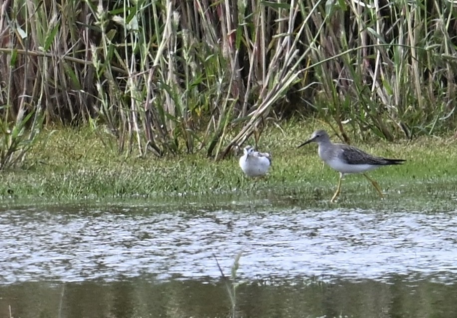 Wilson's Phalarope - ML642182536