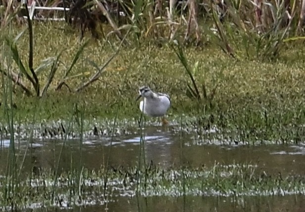 Wilson's Phalarope - ML642182538