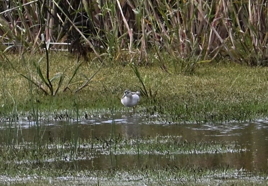 Wilson's Phalarope - ML642182539