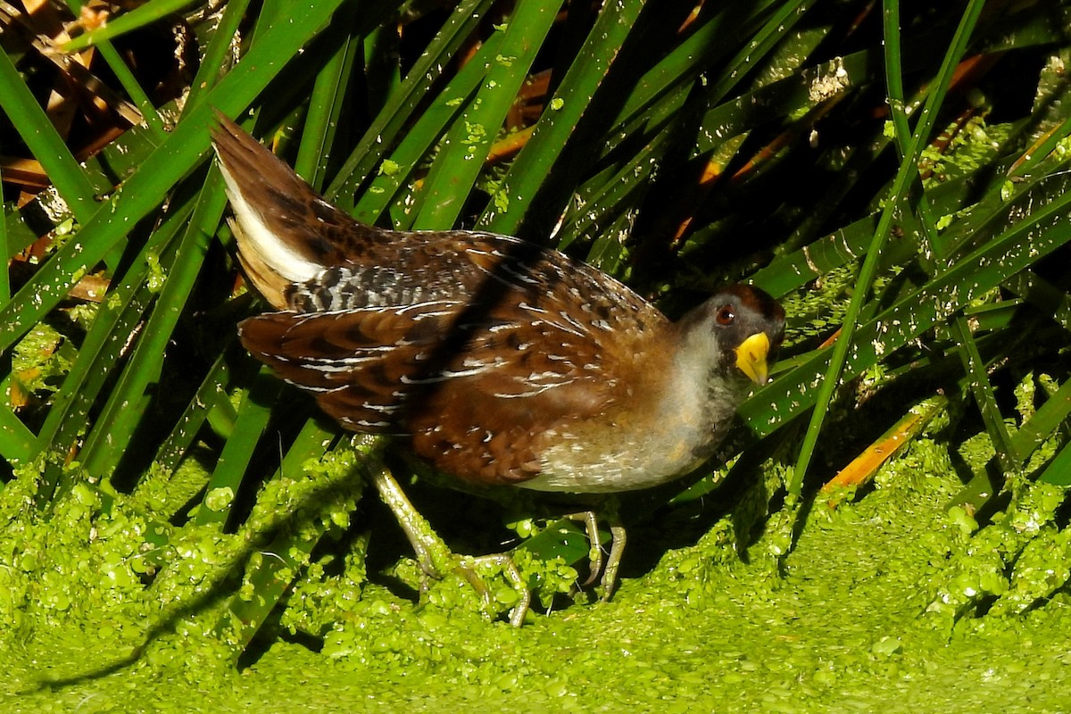 Carolinasumpfhuhn - ML642182551