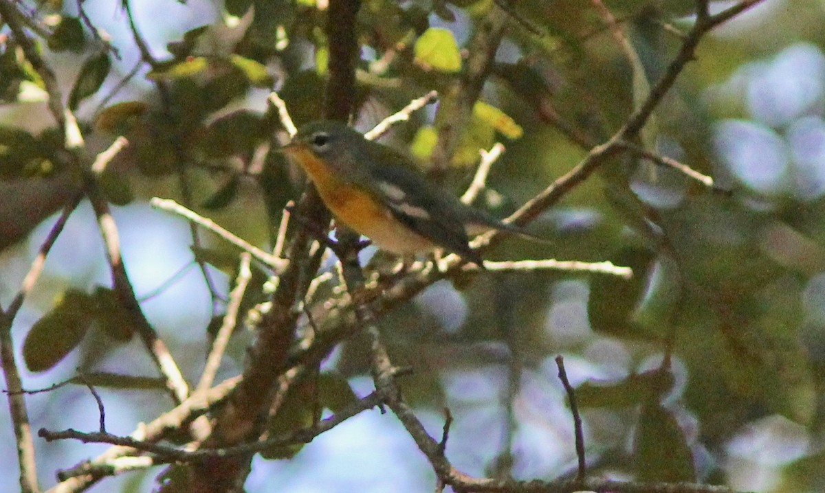 Meisenwaldsänger - ML642182559