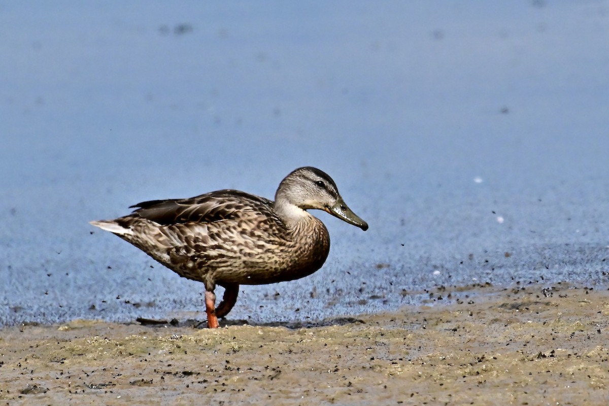 Stockente - ML642182562