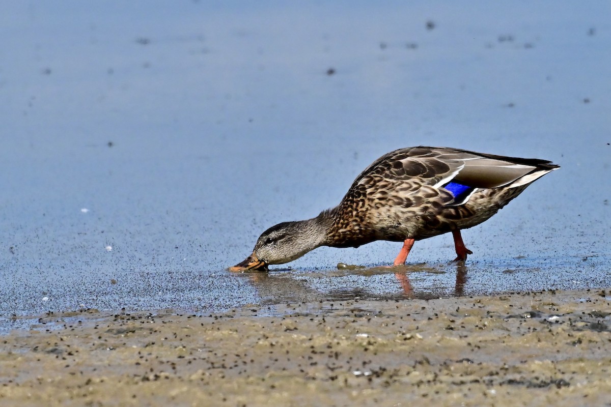 Stockente - ML642182563