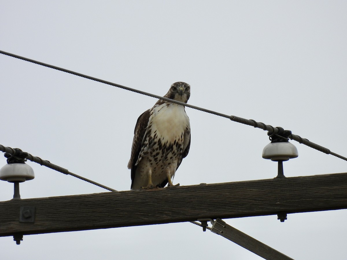 Rotschwanzbussard - ML642182570