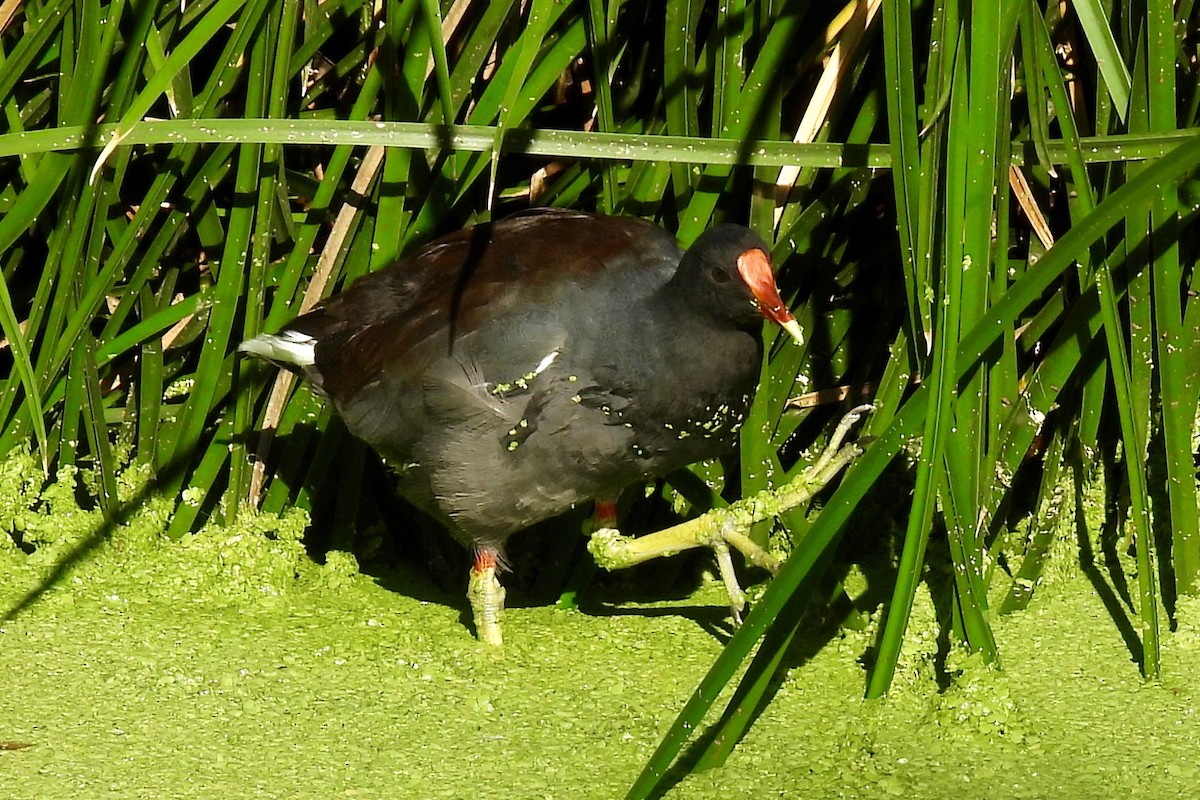 Amerikateichhuhn - ML642182571