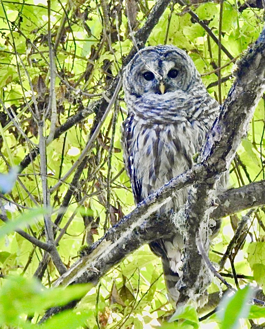 Barred Owl - ML642182600