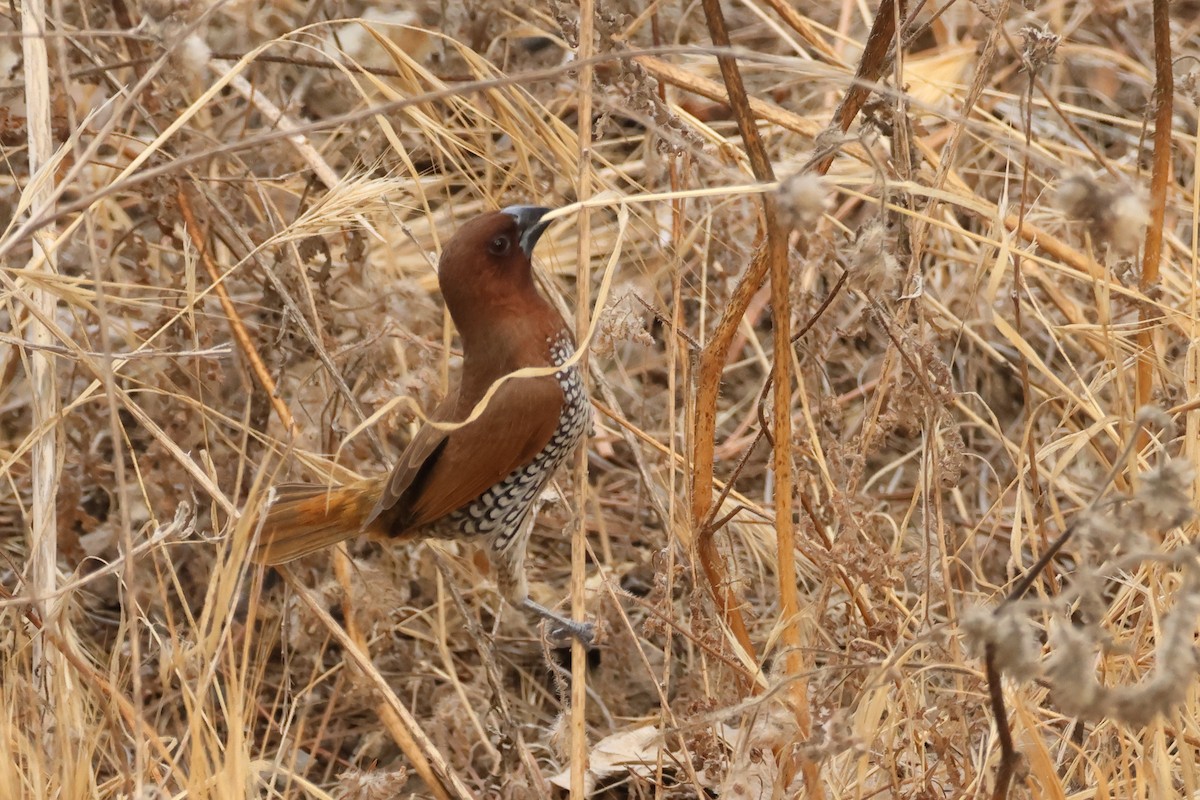 Scaly-breasted Munia - ML642182621