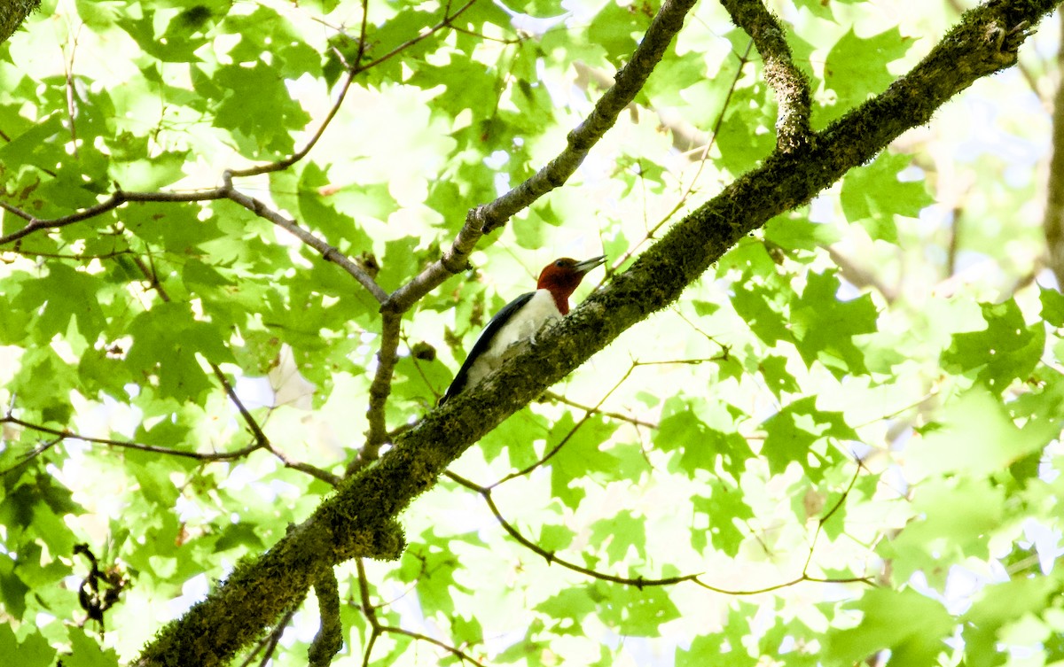 Red-headed Woodpecker - ML642182625