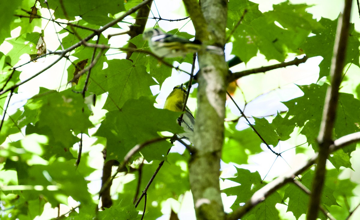 Yellow-throated Vireo - ML642182632