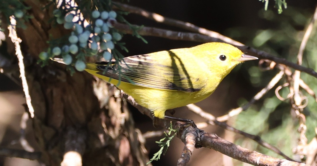 Yellow Warbler - ML642182638