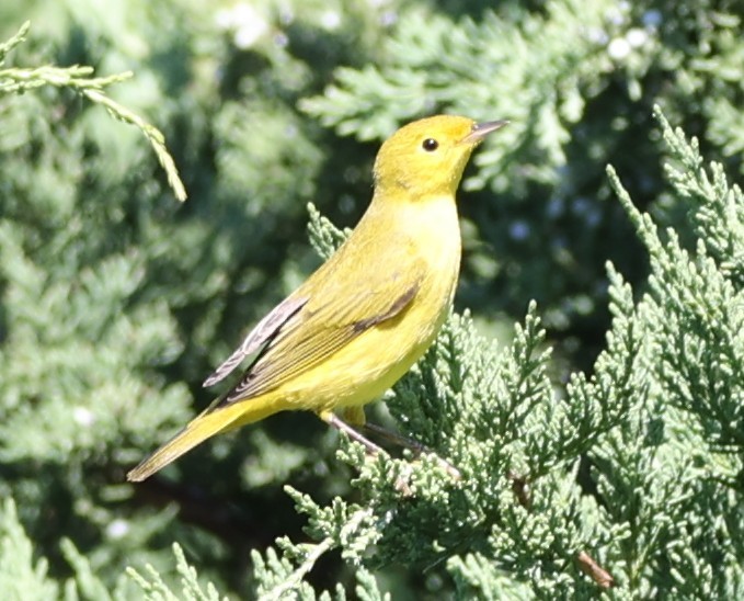 Yellow Warbler - ML642182640