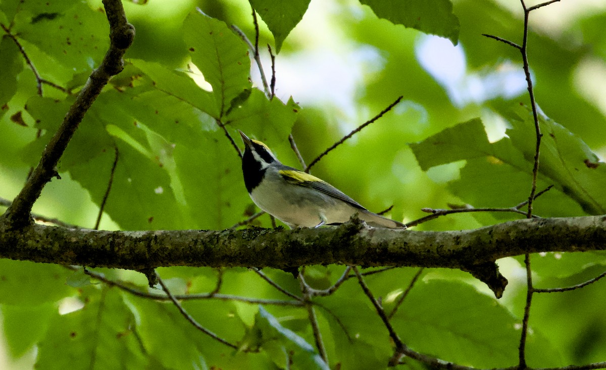 Golden-winged Warbler - ML642182642