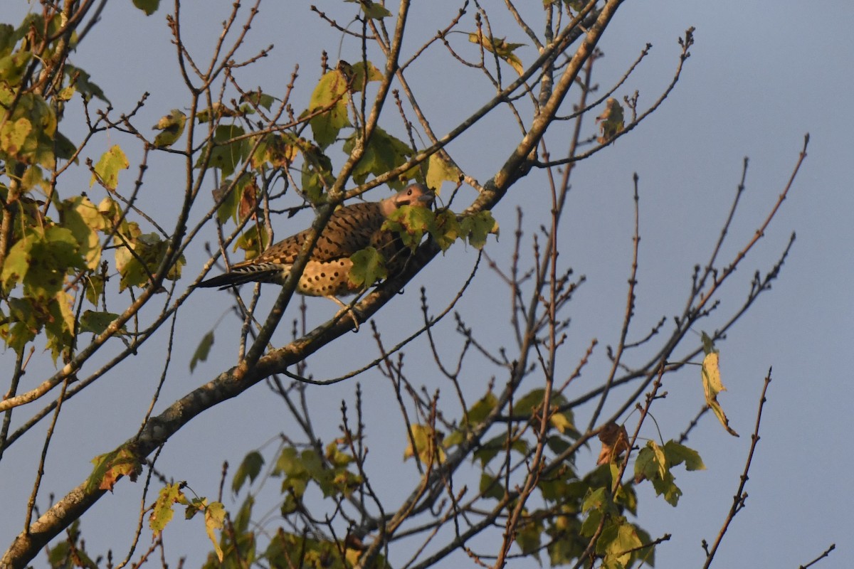 Northern Flicker - ML642182644