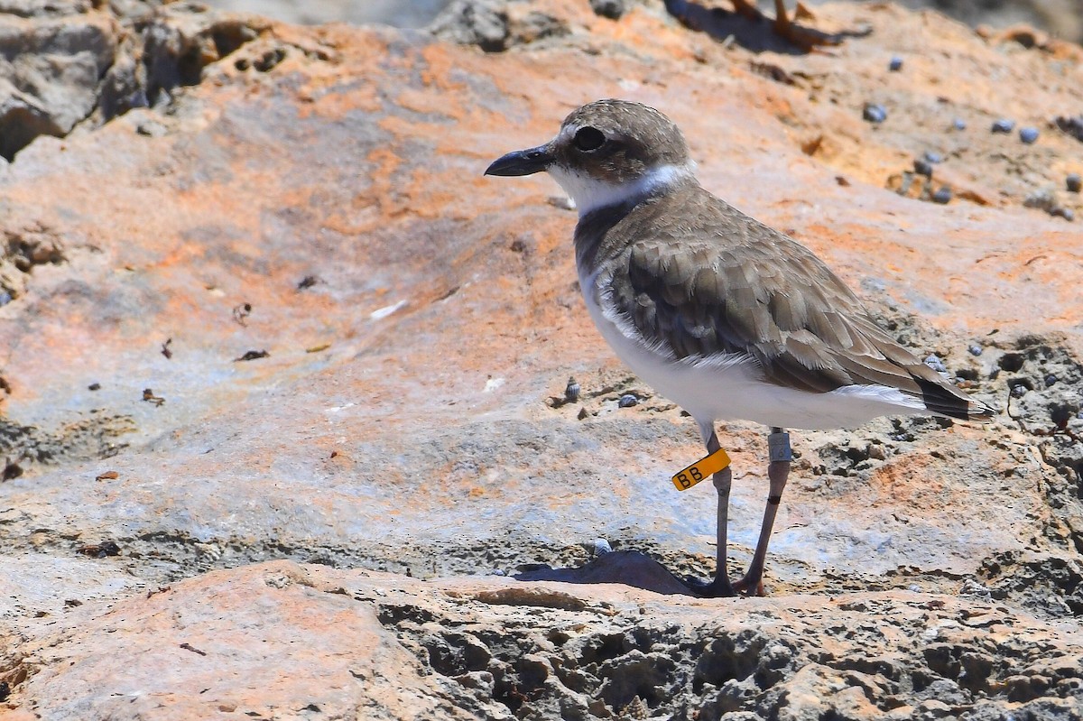 Wilson's Plover - ML642182645