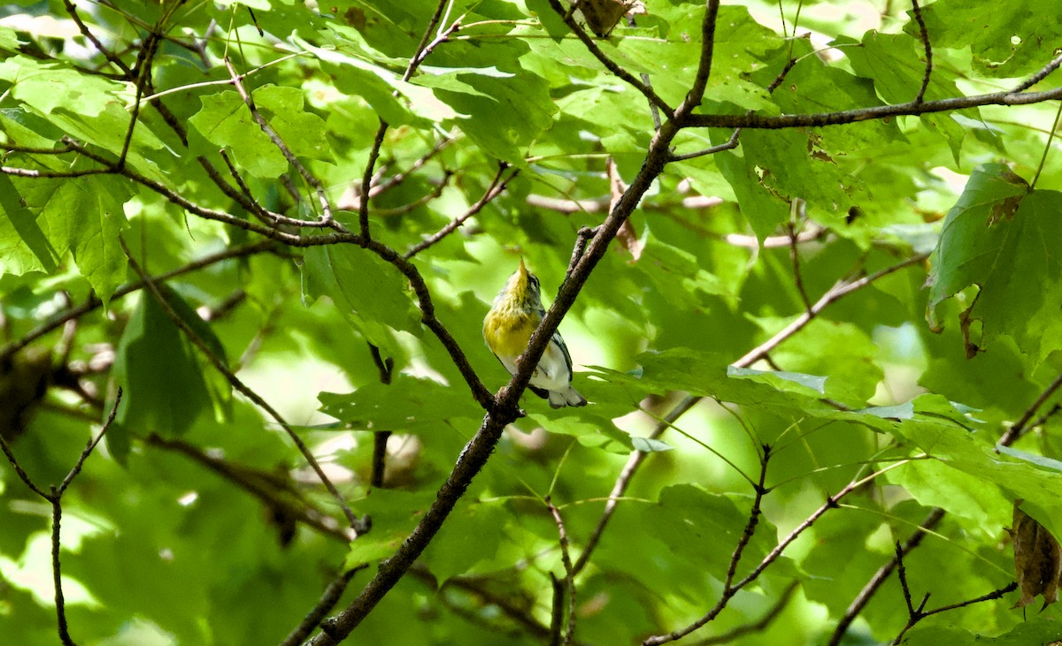 Northern Parula - ML642182646