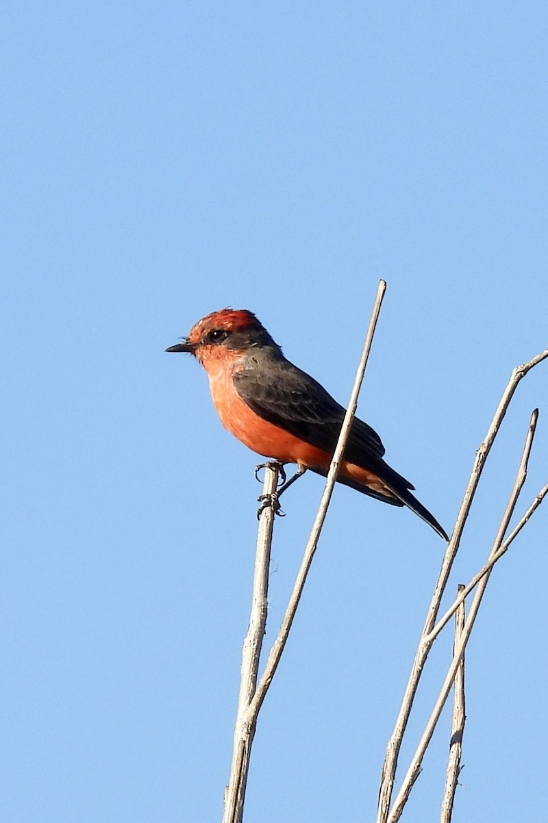 Vermilion Flycatcher - ML642182647