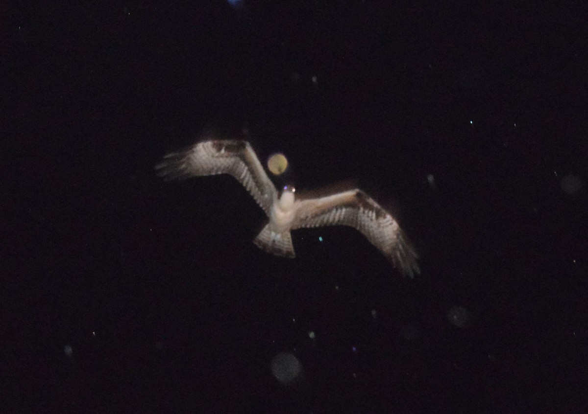 Osprey - ML642182649