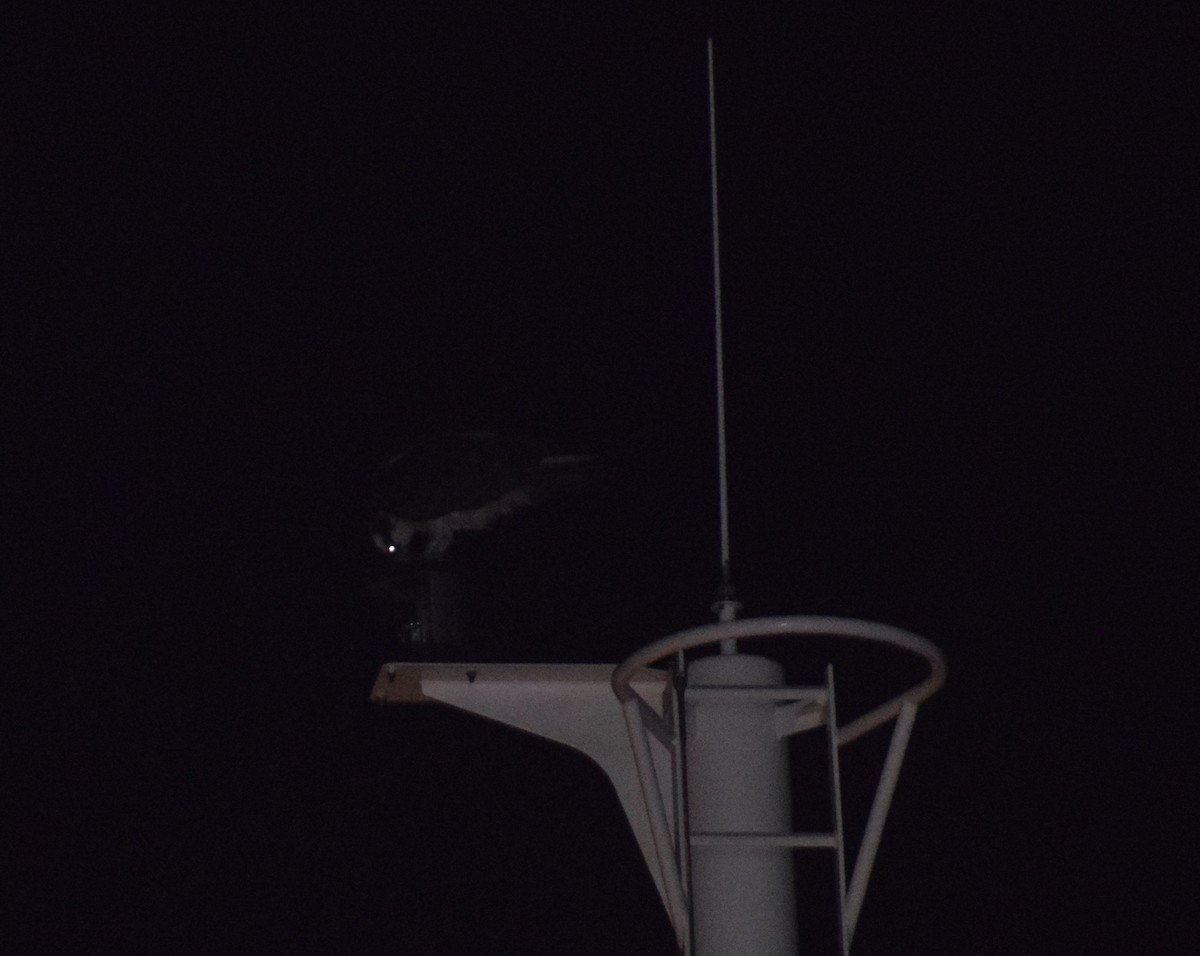 Osprey - ML642182650