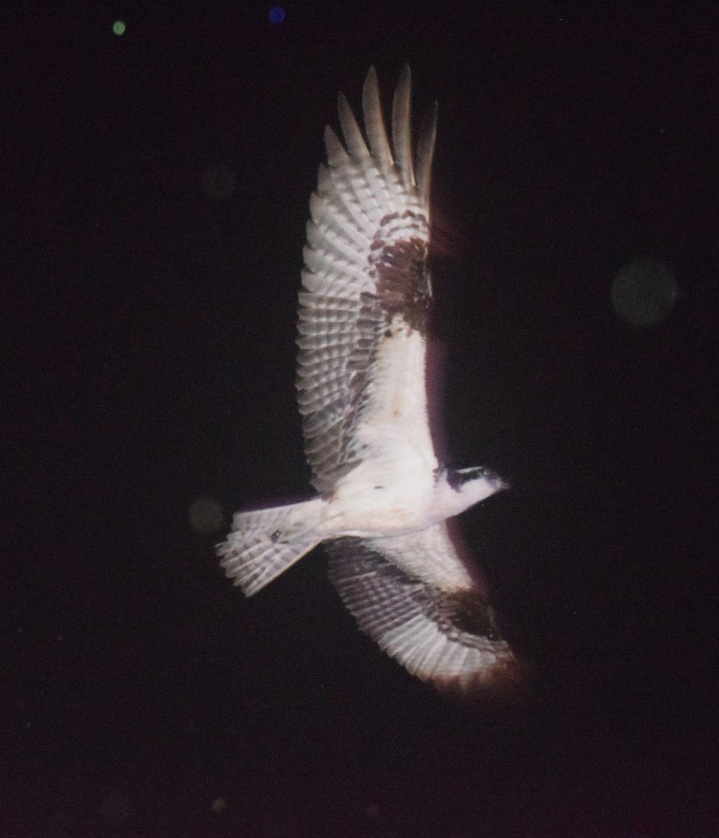 Osprey - ML642182651