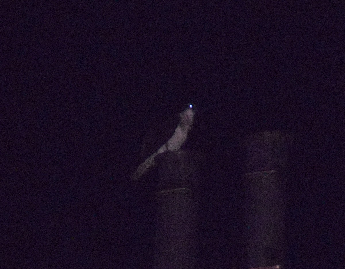 Osprey - ML642182653