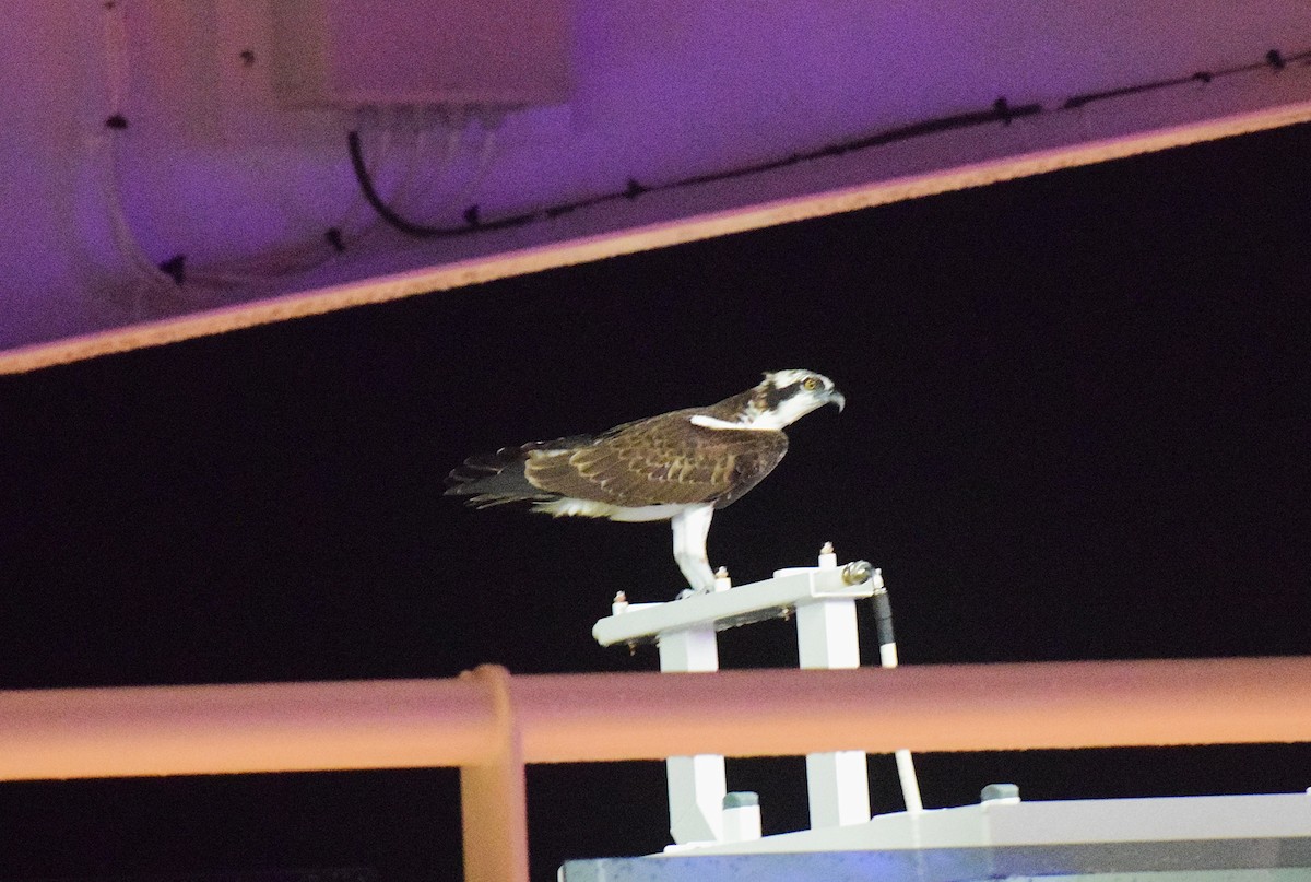 Osprey - ML642182654