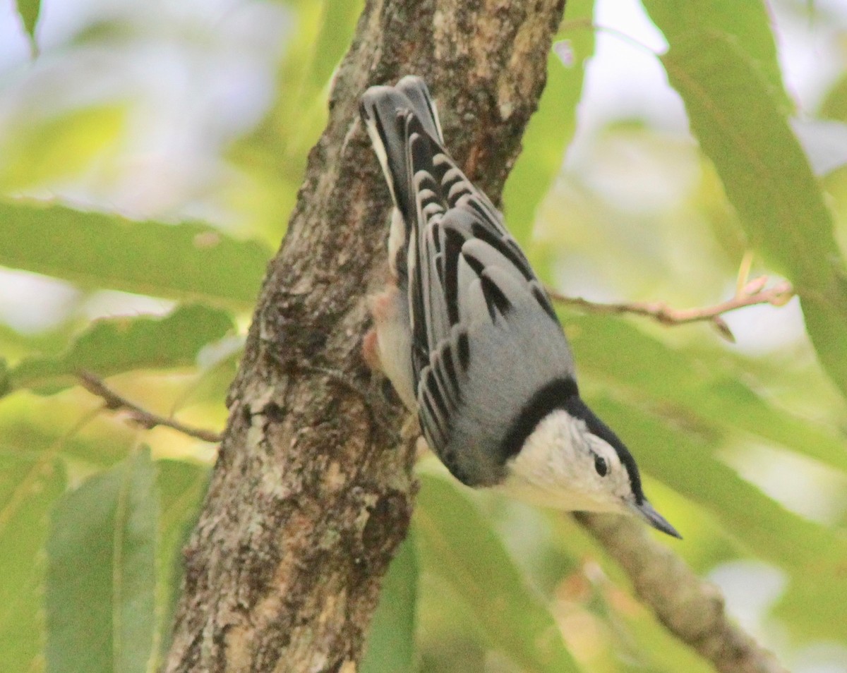 White-breasted Nuthatch - ML642182655