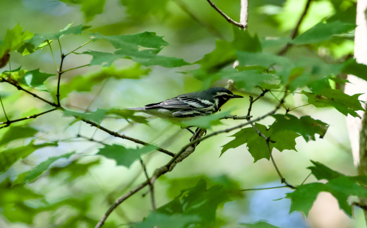 Yellow-throated Warbler - ML642182656