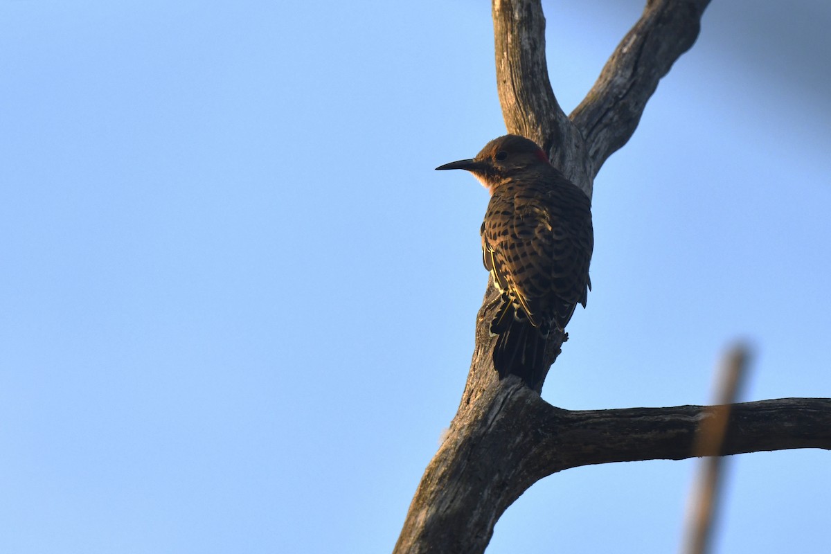 Northern Flicker - ML642182657