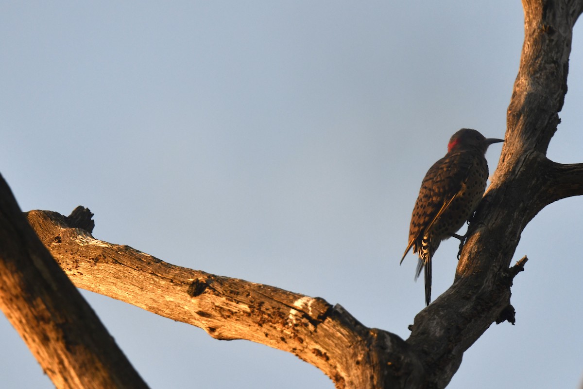 Northern Flicker - ML642182658