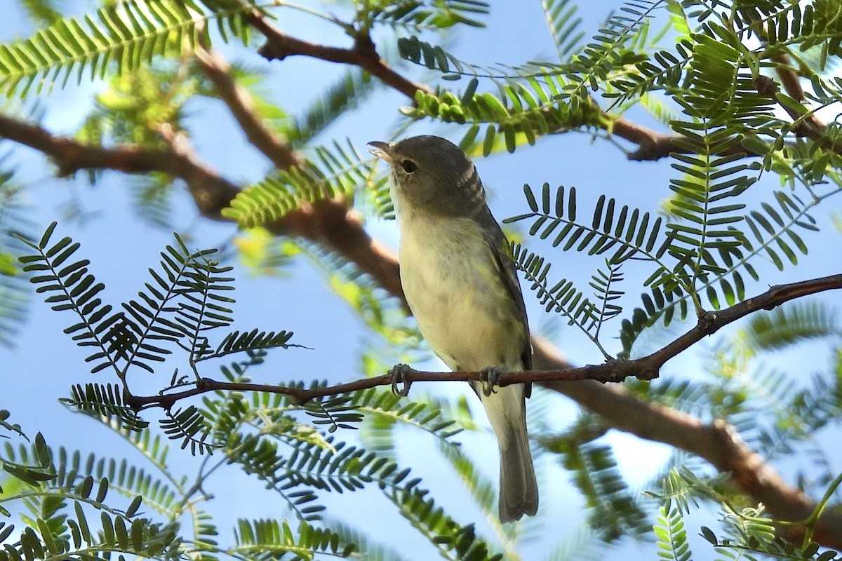 Bell's Vireo - ML642182661
