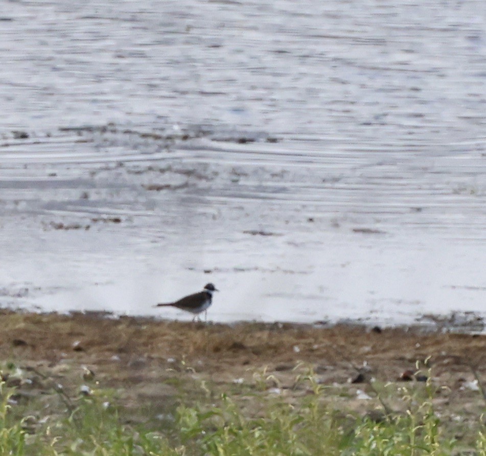 Killdeer - ML642182665