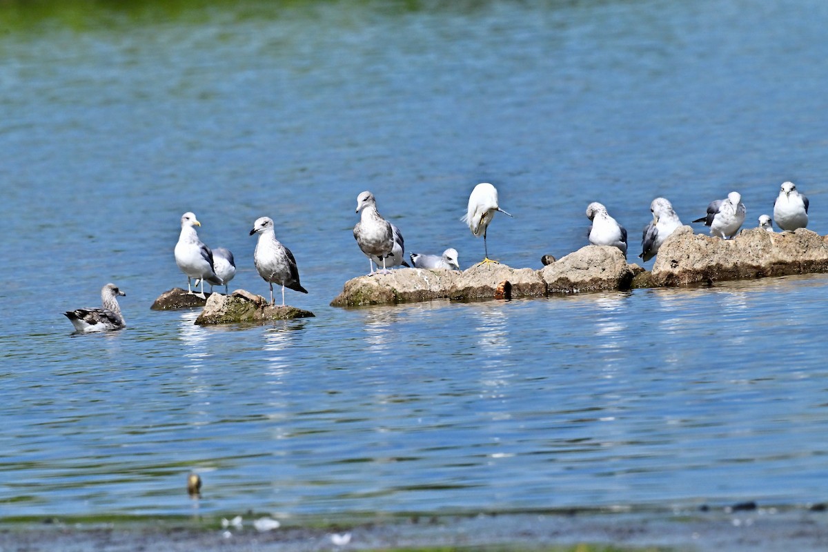 Lesser Black-backed Gull - ML642182666
