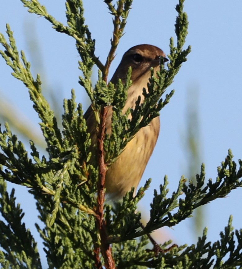 Palm Warbler - ML642182667