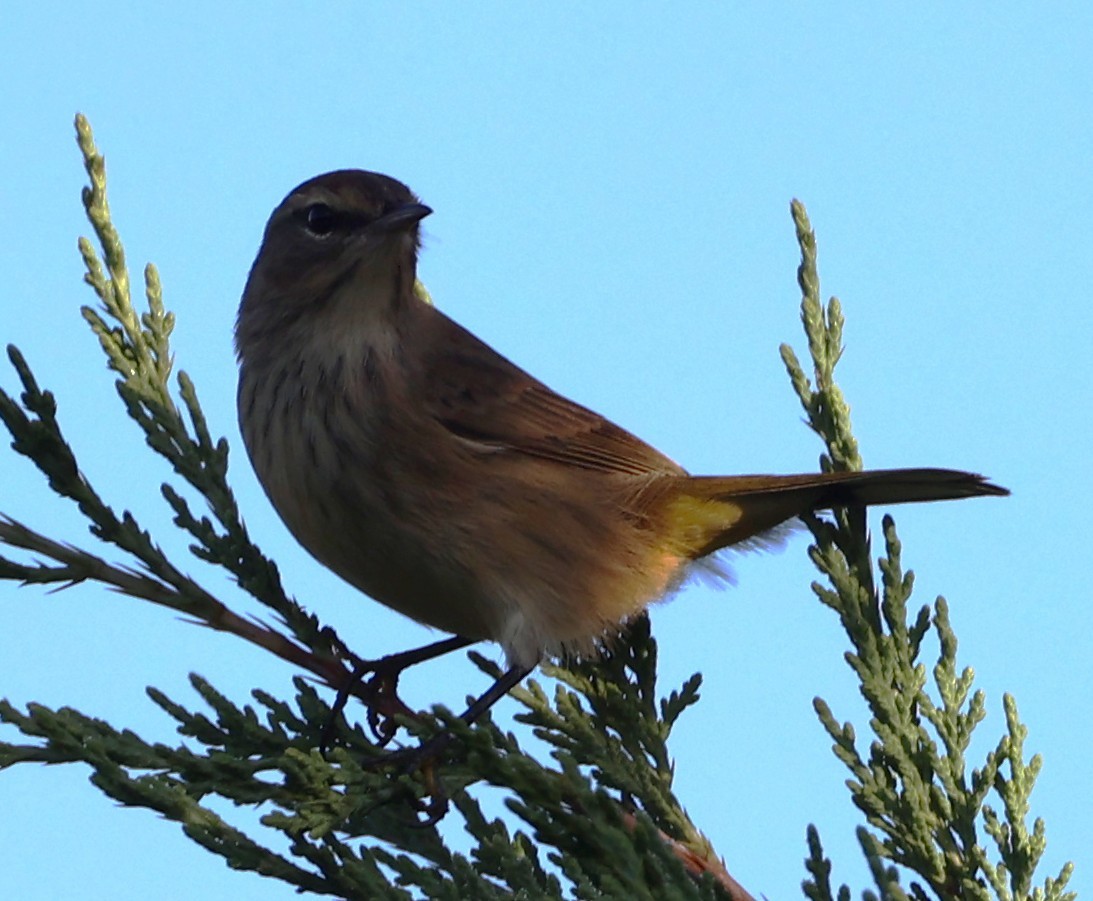 Palm Warbler - ML642182668