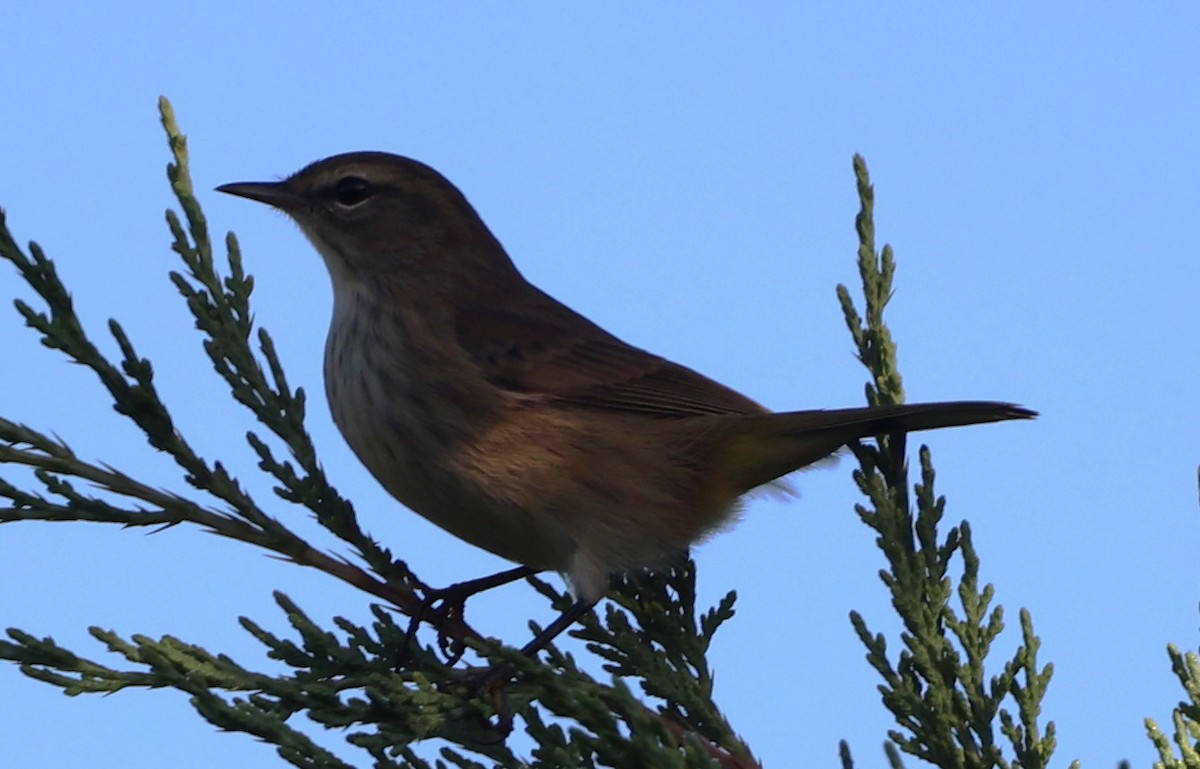 Palm Warbler - ML642182669