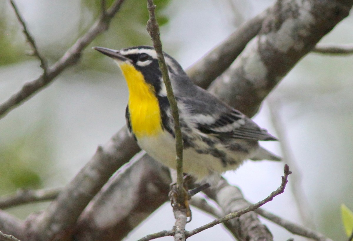 Yellow-throated Warbler - ML642182670