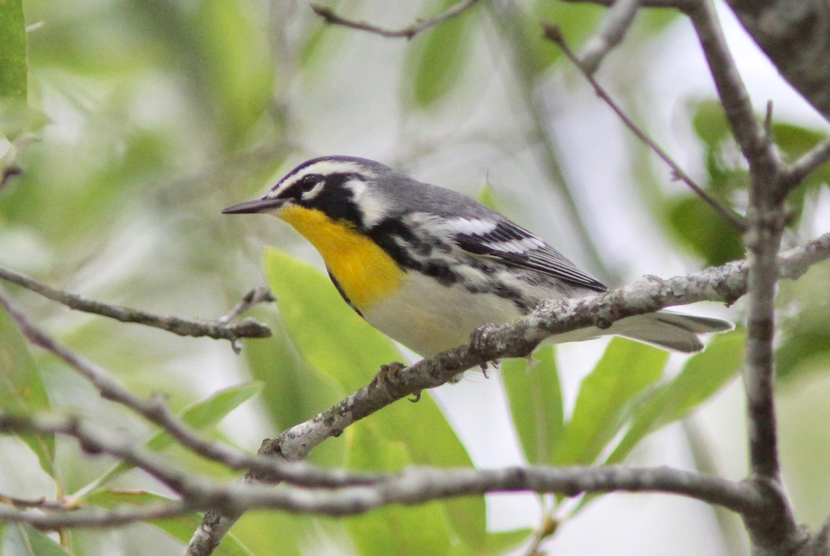 Yellow-throated Warbler - ML642182671
