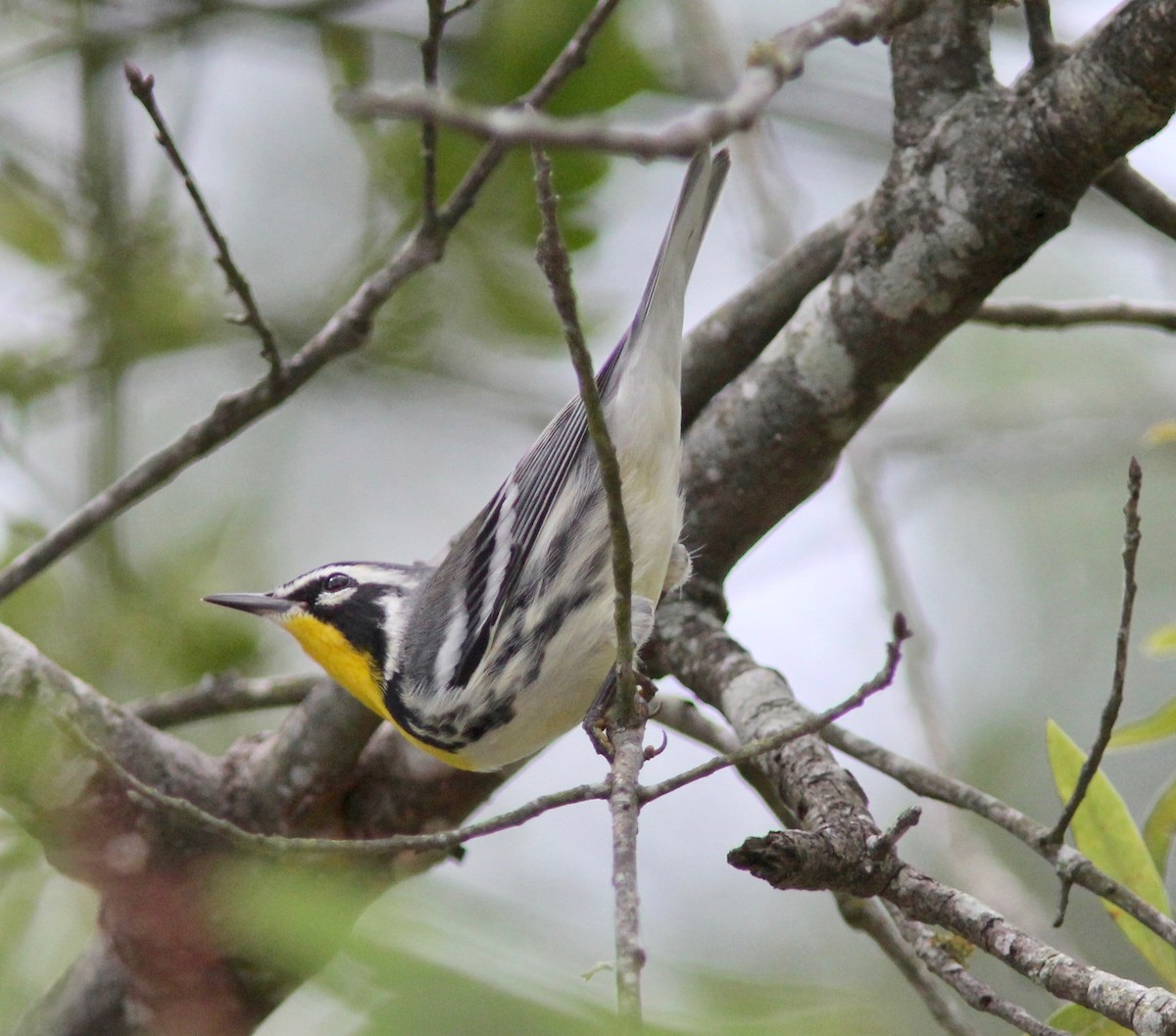 Yellow-throated Warbler - ML642182672