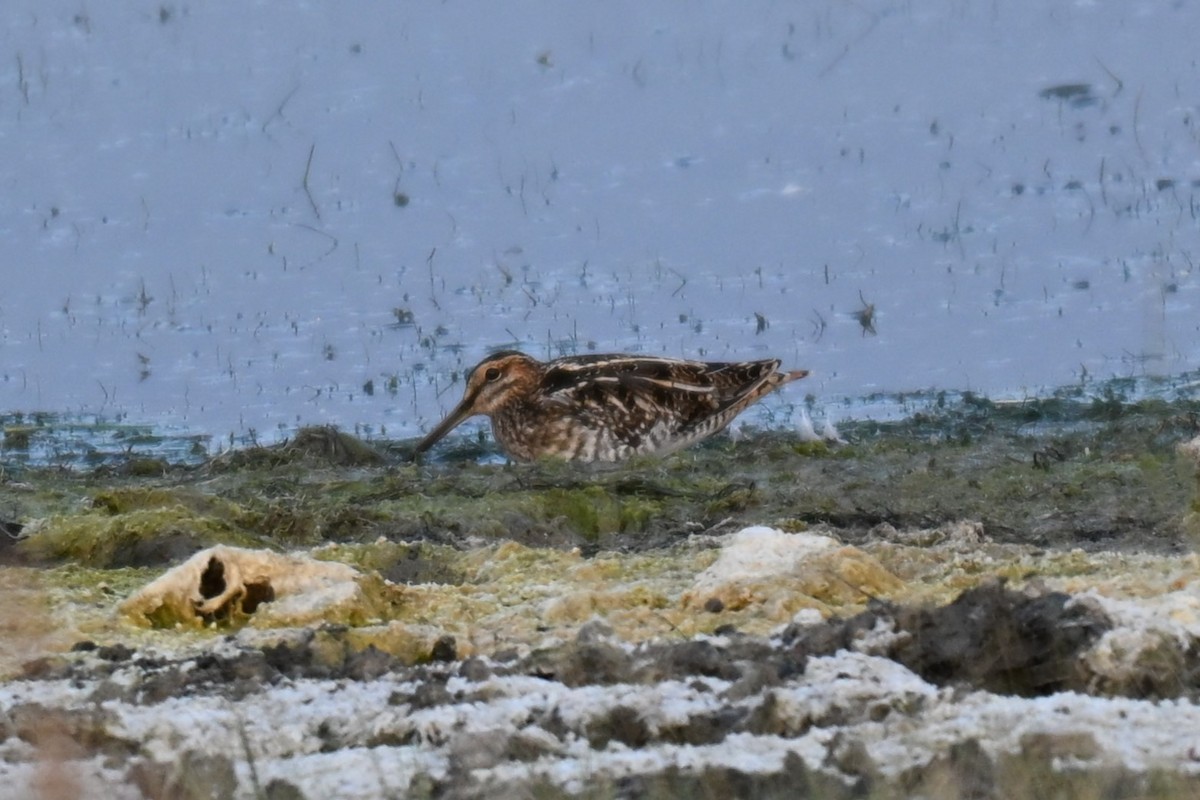 Wilson's Snipe - ML642182674