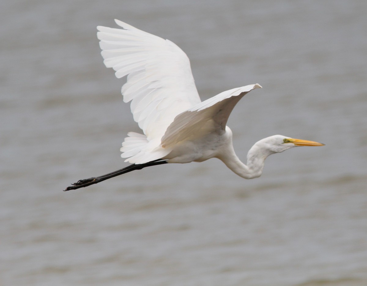 Great Egret - ML642182676