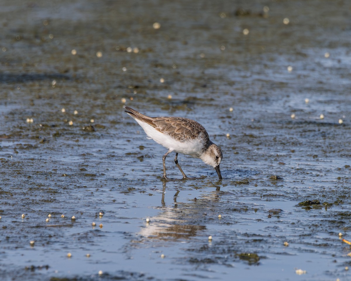 Semipalmated Sandpiper - ML642182695