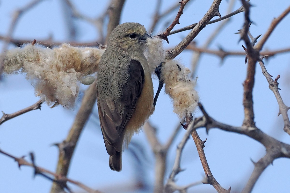 African Penduline-Tit - ML642182739